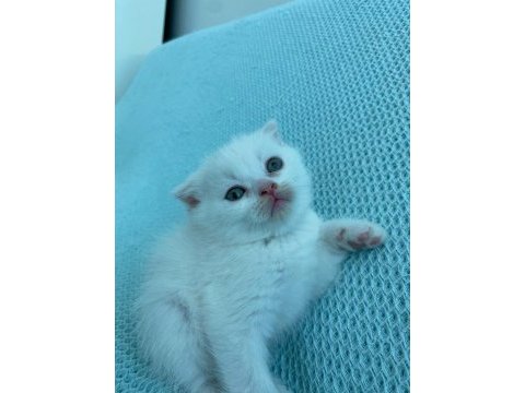 Sütten yeni kesilen scottish fold yavrularım