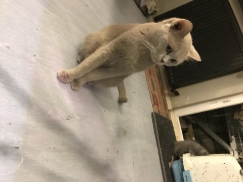 Minik scottish fold yavru kediler yeni yuvalarını arıyor