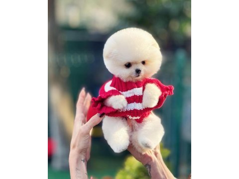 Albino bembeyaz fincan boy pomeranian boo