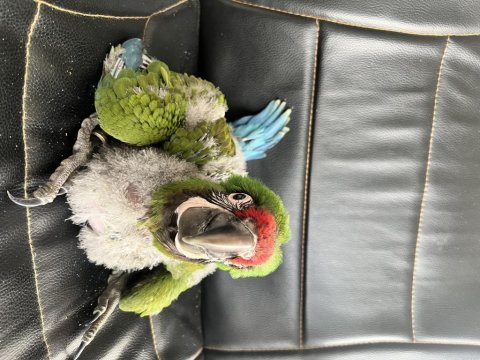 El besleme military macaw