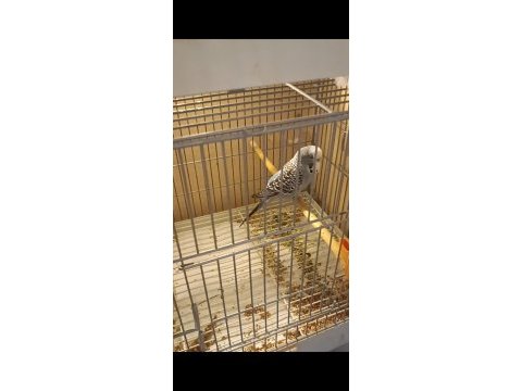 Uyguna renk güzeli takımlar yerinde gelip görebilirsiniz kuş