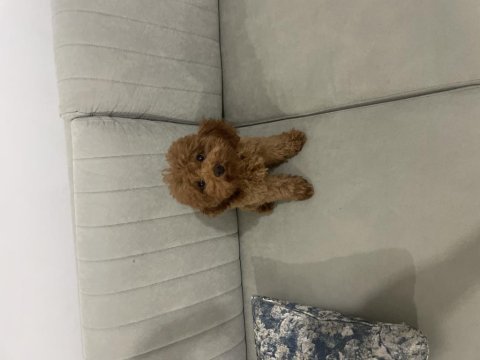 Acil yuvalandırma poodle köpeğimiz