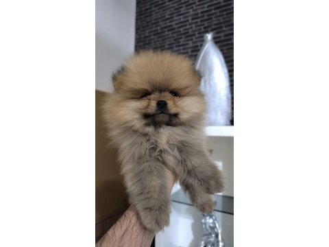Pofuduk pomeranian minişler