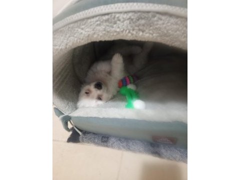 Çok sevimli maltipoo