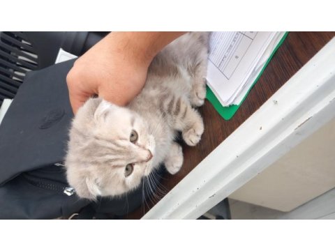 Kırık kulak british yavru kedimiz
