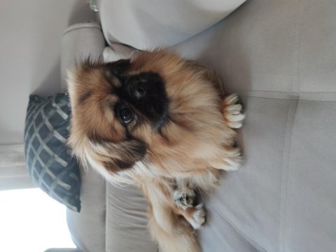 Pekinez cins köpekler acil yuva aranıyor