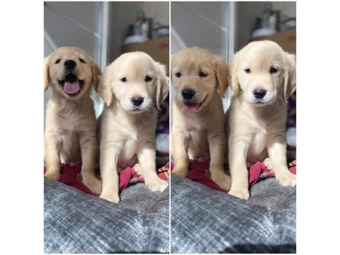 Safkan baby face (bebek yüz) golden retriever puppy