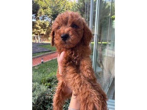 Toy poodle 2 erkek