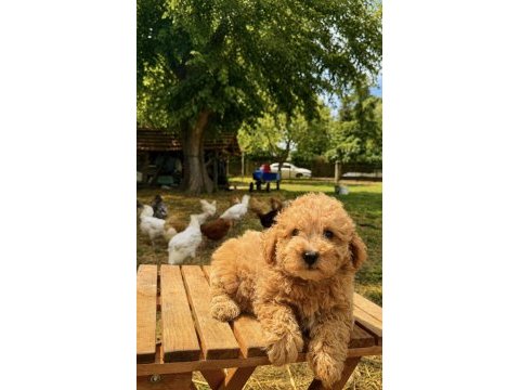 Maltipoo üst düzey erkek yavrumuz