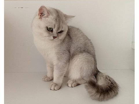 Kızımız scr li british shorthair