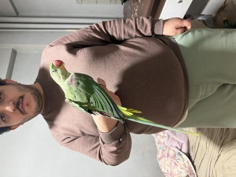 İhtiyaçtan dolayı acil alexander