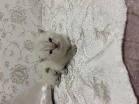 Siberian 3 erkek 2 dişi yavru kedimiz