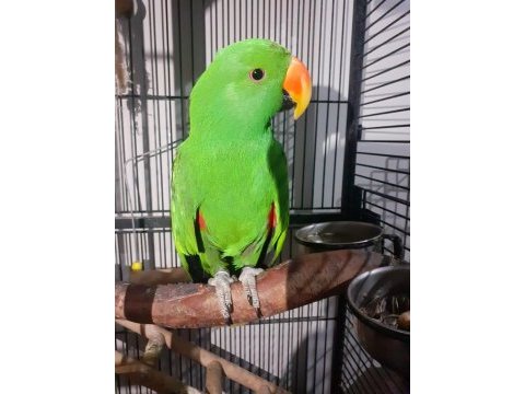 Koleksiyonluk arayanlar eclectus