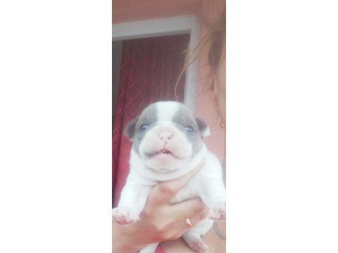 Pofidik french bulldog köpeklerim