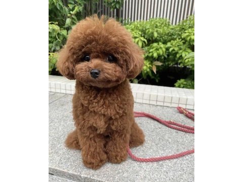 Poodle koku ve tüy dökümü yapmaz