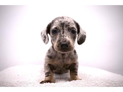 Dapple dachshund (sosis köpek) yavrular