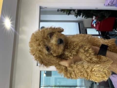 2.5 aylık safkan toy poodle