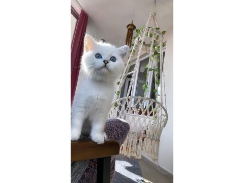 Kedimiz alice ailesini arıyor