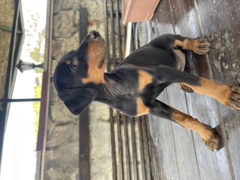 2 aylık safkan doberman