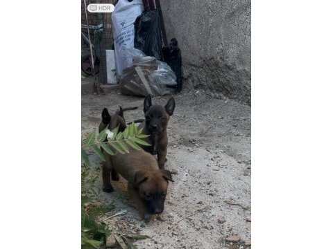 A kalite belçika kurdu yavrular