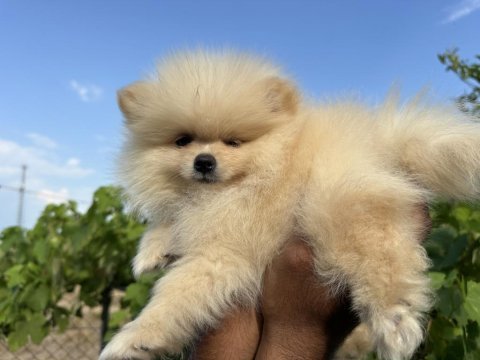Pomeranian boo köpekler