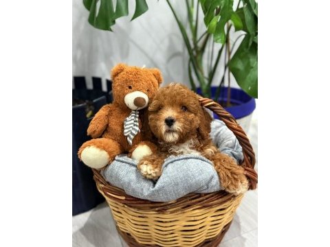 2 aylık poodle bebeğin yeni sahibi olmak ister misiniz