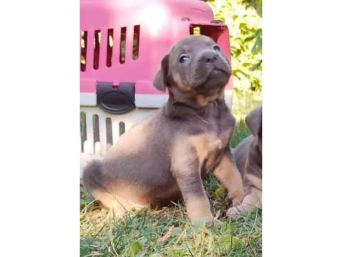 Cane corso yavruları mükemmel arayanlara