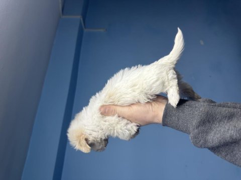 Dişi erkek maltipoo bebekler