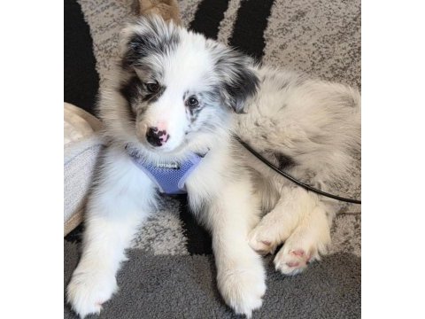 Türkiyenin en güvenilir çiftliğinden border collie