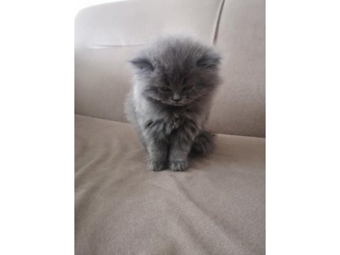 British shorthair kedimiz başlangıç seti hediyeli