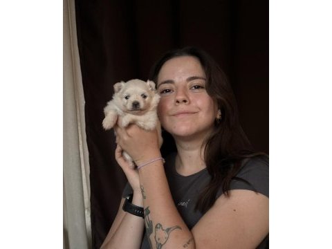 Şirinliği ile büyüleyen pomeranian boo yavrular