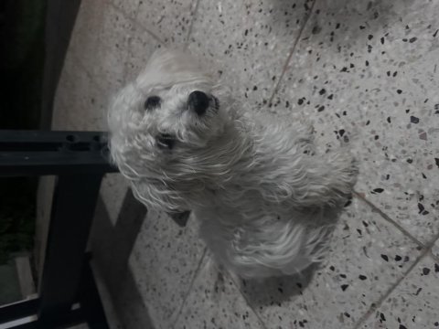 2-5 yaş arası malta cinsi köpeğimiz