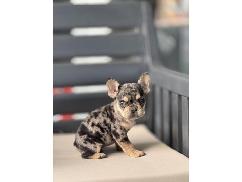 Egzotik french bulldog bebekler