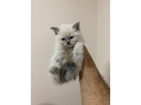 Teslime hazır british longhair pamuk yumağı minnoş