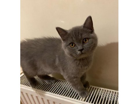 Safkan british shorthair gri