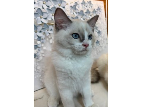 Şecereli anne ve babadan safkan ragdoll yavrular