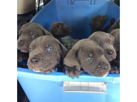 Mavi gözlü blue cane corso bebekler erkek ve dişi