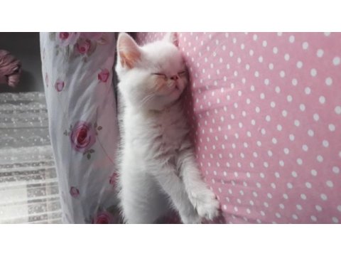 Exotic shorthair