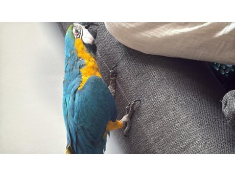 Sahibinden macaw 8 aylık