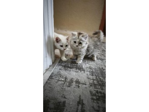 2 aylık dişi kedimiz