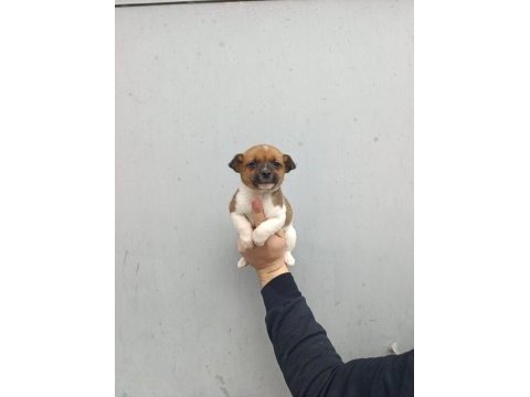 A kalite jack russell bebekler