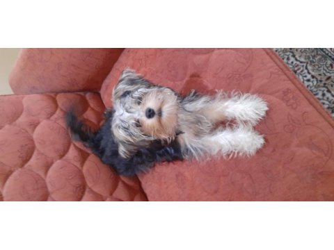 Çok sevimli bir yorkshire terrier yavrusu
