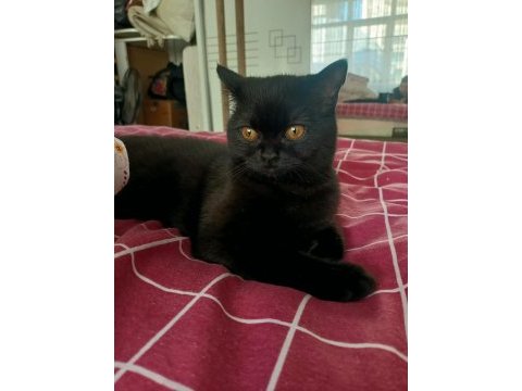 2 yaş çipli british shorthair
