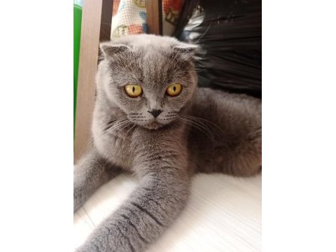Sevimli british shorthair yavrular