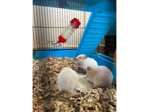 Bebek suriye hamster