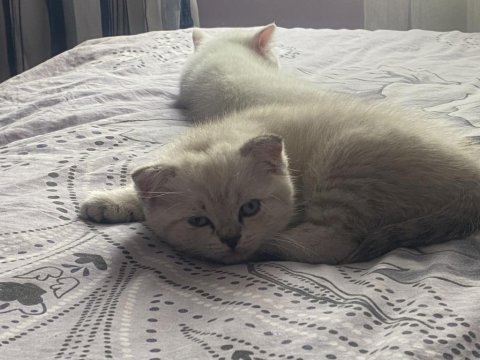Tatlı yumurcaklar scottish fold