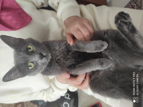 Russian blue kızıma güvenilir aile 18 aylık