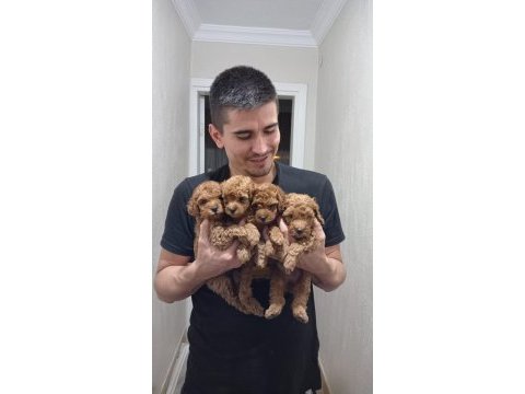 Toy poodle yavrularımız ömürlük aileleri bekliyor