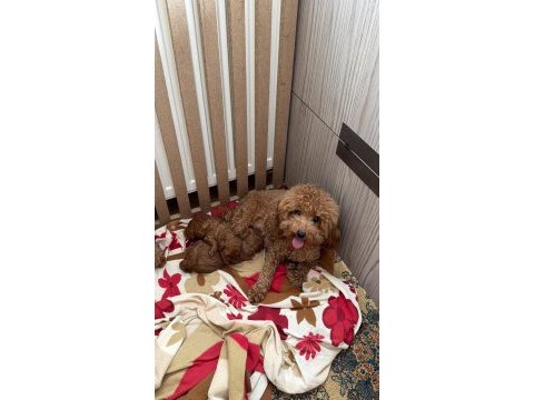 En tatlı poodle bebekler
