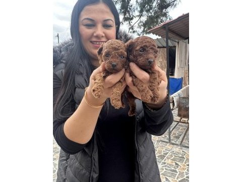 Ufacık toy poodle yavrularım